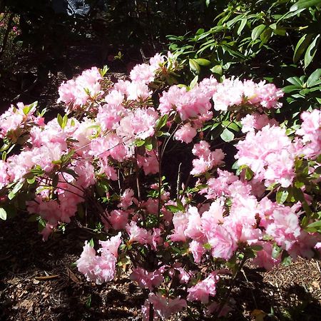 Kubba Roonga Guesthouse - Boutique Luxury Spa Retreat & Gardens - Blue Mountains Blackheath Eksteriør billede