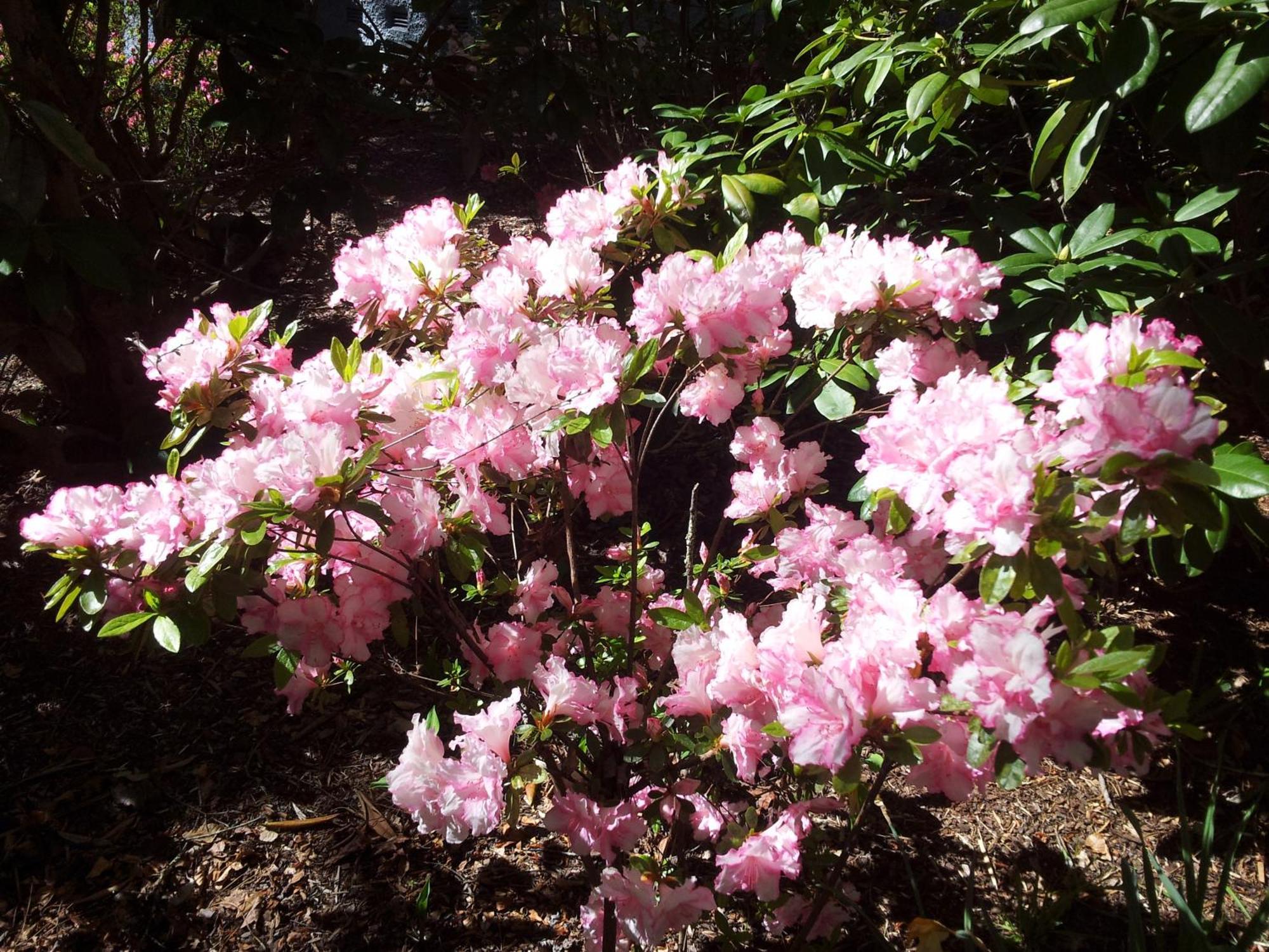 Kubba Roonga Guesthouse - Boutique Luxury Spa Retreat & Gardens - Blue Mountains Blackheath Eksteriør billede